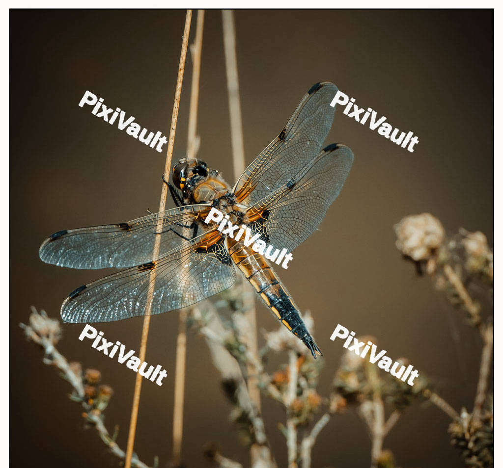 Brown Dragonfly